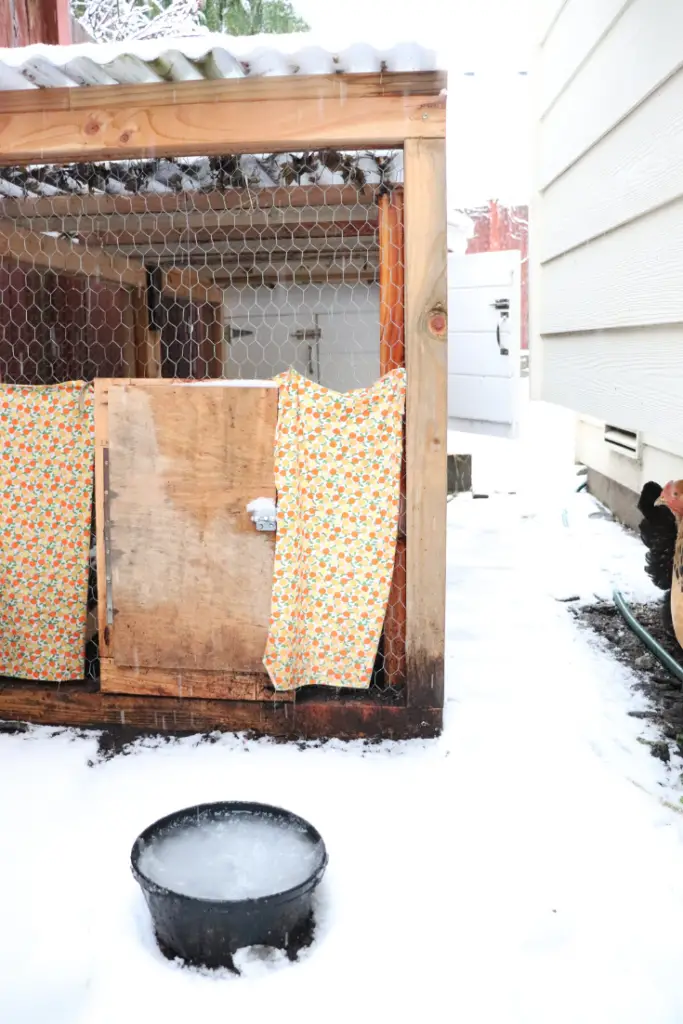 Learn how to winterize a chicken coop naturally. We’re expecting a snow storm in the Pacific Northwest so I’m doing a full coop clean out and taking some measures to make sure our backyard friends are warm and happy in the snow. Check out www.theduvallhomestead.com/winterize-chicken-coop for all the details! 

#chickenkeeping #winterizechickencoop #chickencoop #backyardchickens #chickensinthewinter #howtokeepchickenswarminthewinter #howtotakecareofchickens #chickens #hens #chickensofinstagram #farming #backyardfarm #suburbanfarm #suburbanfarmer #farmher #homestead #farmhouse
