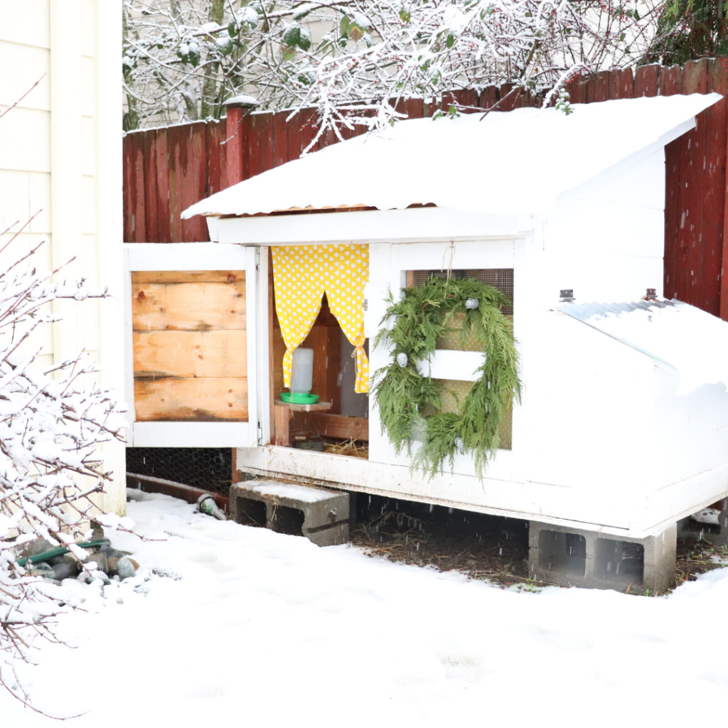 Learn how to winterize a chicken coop naturally. We’re expecting a snow storm in the Pacific Northwest so I’m doing a full coop clean out and taking some measures to make sure our backyard friends are warm and happy in the snow. Check out www.theduvallhomestead.com/winterize-chicken-coop for all the details! 

#chickenkeeping #winterizechickencoop #chickencoop #backyardchickens #chickensinthewinter #howtokeepchickenswarminthewinter #howtotakecareofchickens #chickens #hens #chickensofinstagram #farming #backyardfarm #suburbanfarm #suburbanfarmer #farmher #homestead #farmhouse
