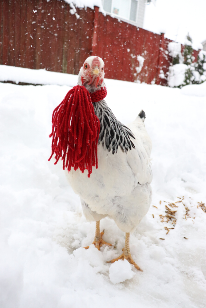 Surviving Winter with Chickens