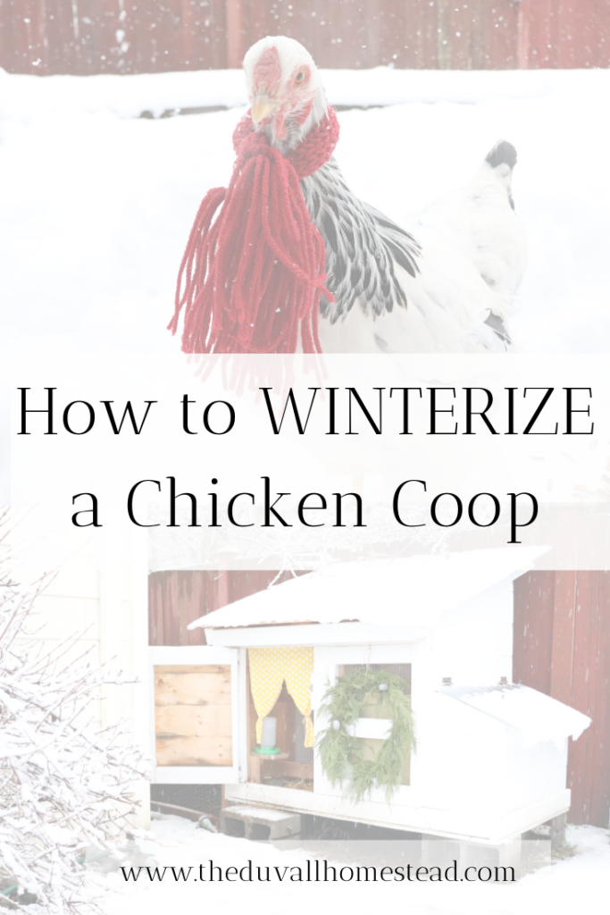 Learn how to winterize a chicken coop naturally. We’re expecting a snow storm in the Pacific Northwest so I’m doing a full coop clean out and taking some measures to make sure our backyard friends are warm and happy in the snow. Check out www.theduvallhomestead.com/winterize-chicken-coop for all the details! 

#chickenkeeping #winterizechickencoop #chickencoop #backyardchickens #chickensinthewinter #howtokeepchickenswarminthewinter #howtotakecareofchickens #chickens #hens #chickensofinstagram #farming #backyardfarm #suburbanfarm #suburbanfarmer #farmher #homestead #farmhouse
