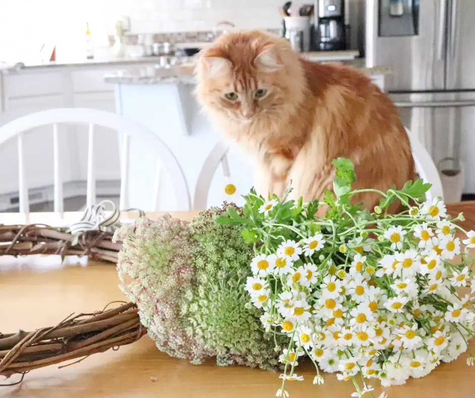 kitty looking at fresh flowers 
