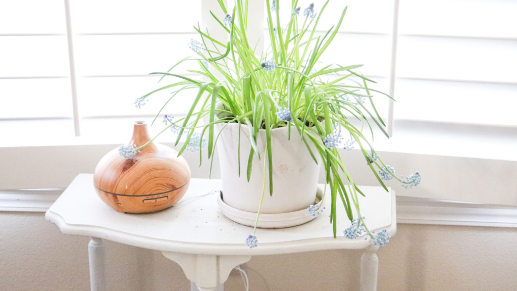 beautiful plants essential oils diffuser