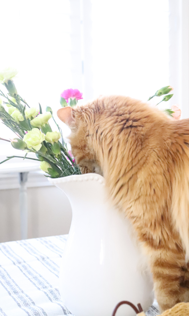 spring farmhouse coffee table beautiful fresh flowers table runner blue rug home decor kitten maine coon