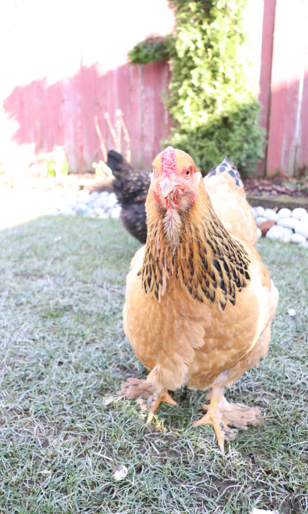 backyard chickens farm to table grass fed poultry