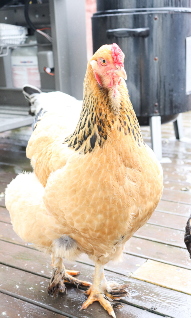 chicken brahma backyard chickens farmer homesteading backyard farm