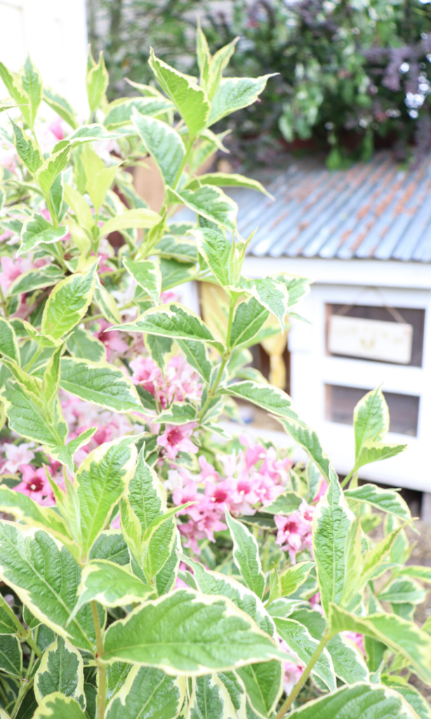 chicken coop behind flowers