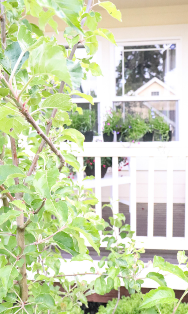 tree overlooking the farmhouse porch