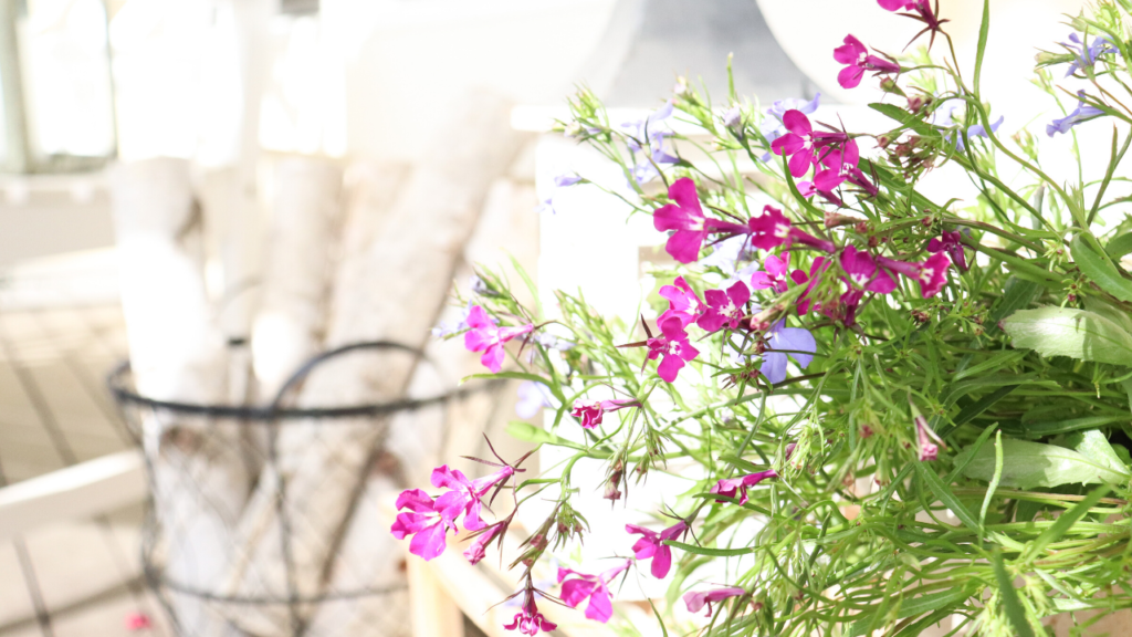 Beautiful flowers and white birch logs on the farmhouse front porch