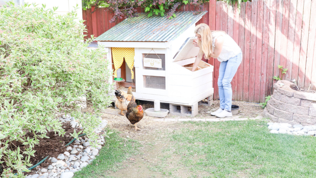 taking care of chickens at the farmhouse