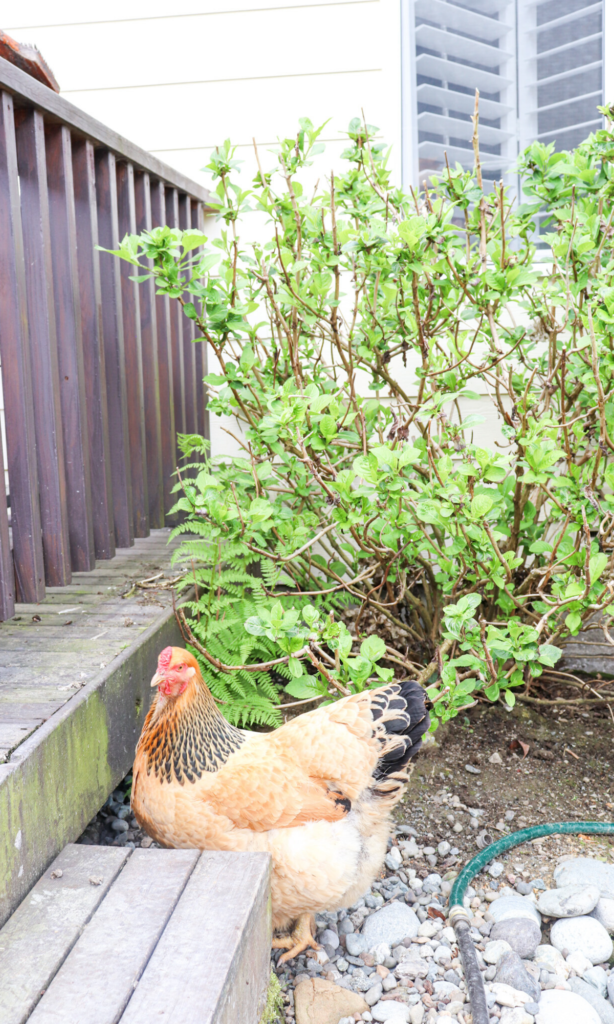 cute brahma chicken at the homestead