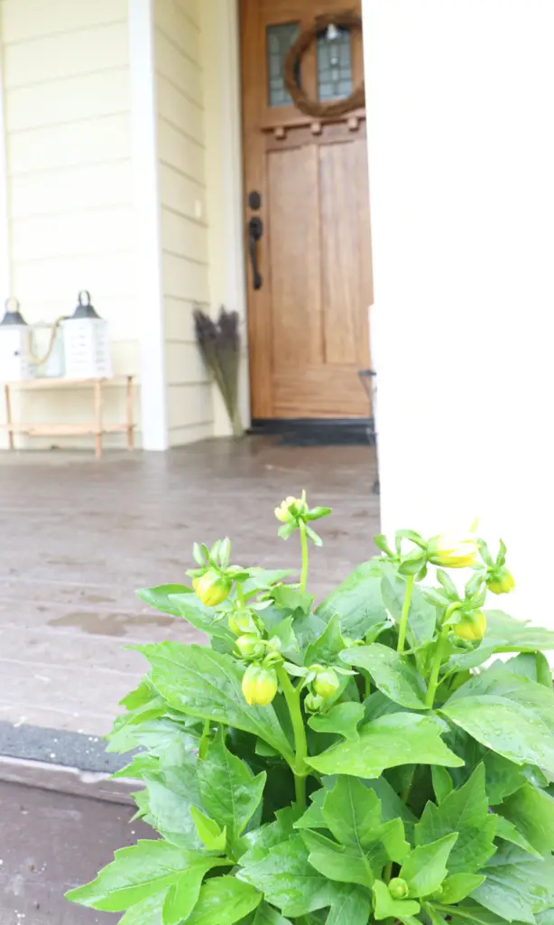 dahlias and lavender on the farmhouse porch
