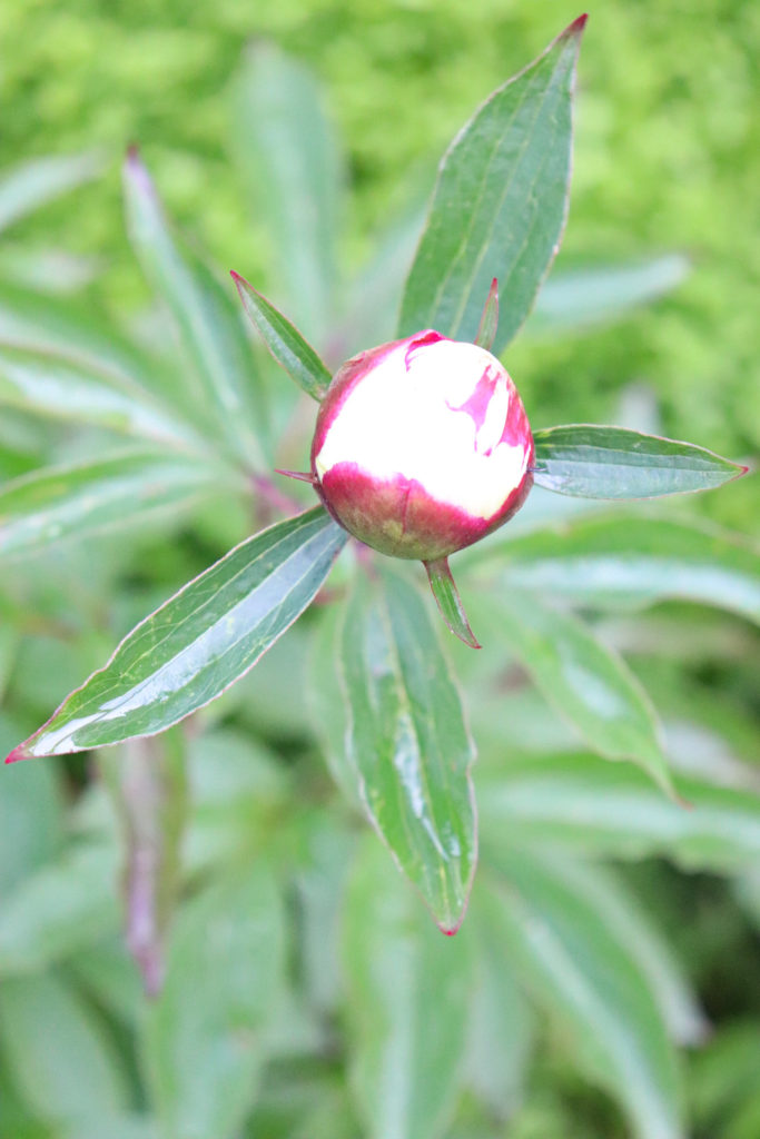 peonies about to open up!