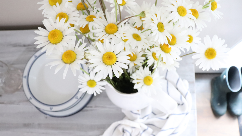 Fresh daisies 