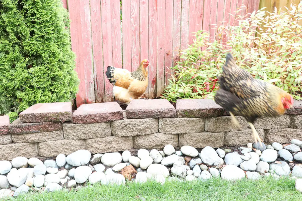Retaining wall for chickens