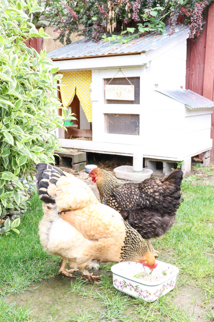 How to make best fermented chicken feed for backyard hens