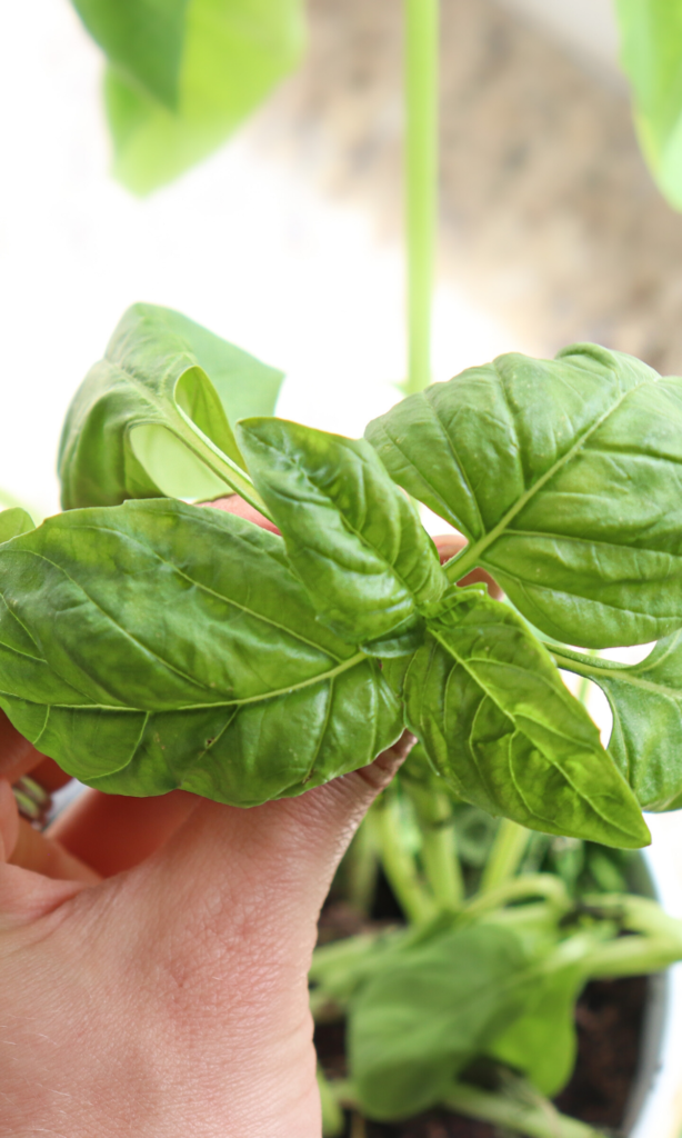 fresh basil