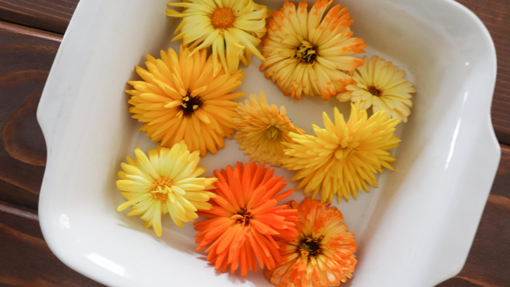 calendula flowers before making oil