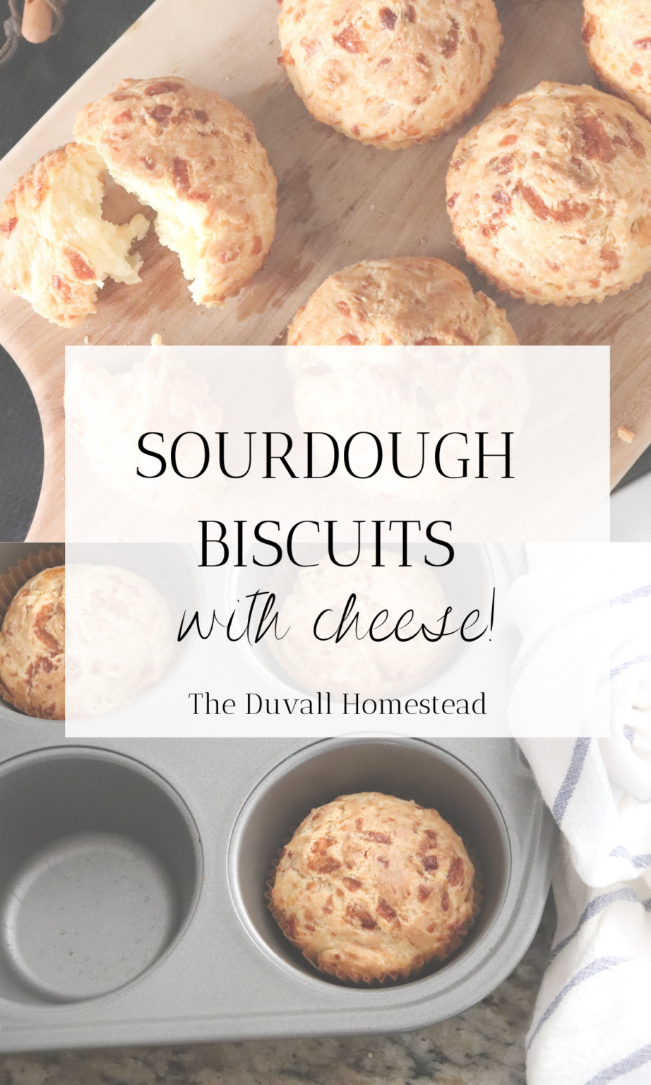 Sourdough Cheddar Biscuits The Duvall Homestead