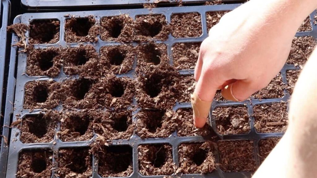 Planting seeds in my indoor garden seed trays.