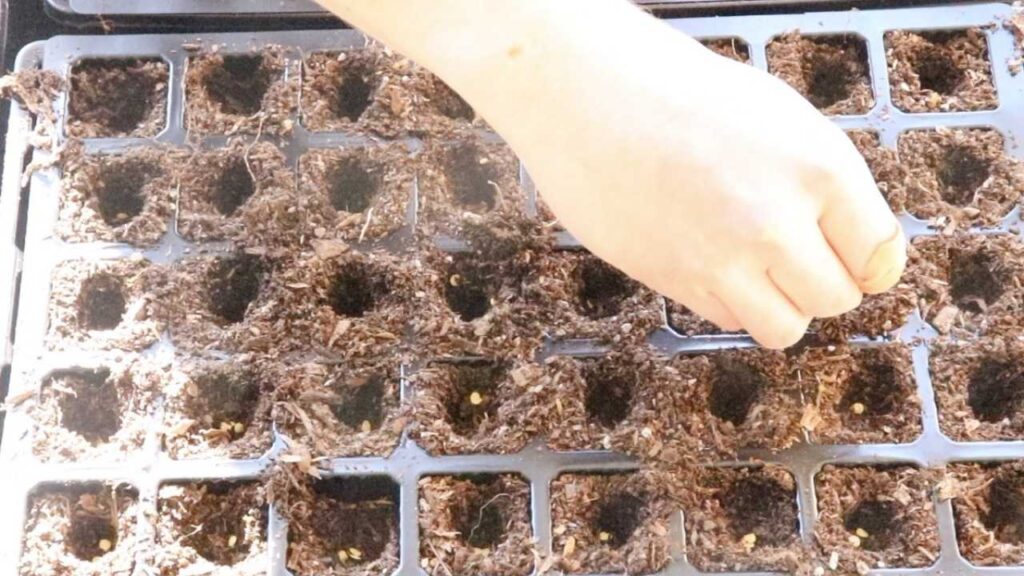 Planting seeds in my indoor garden seed trays.