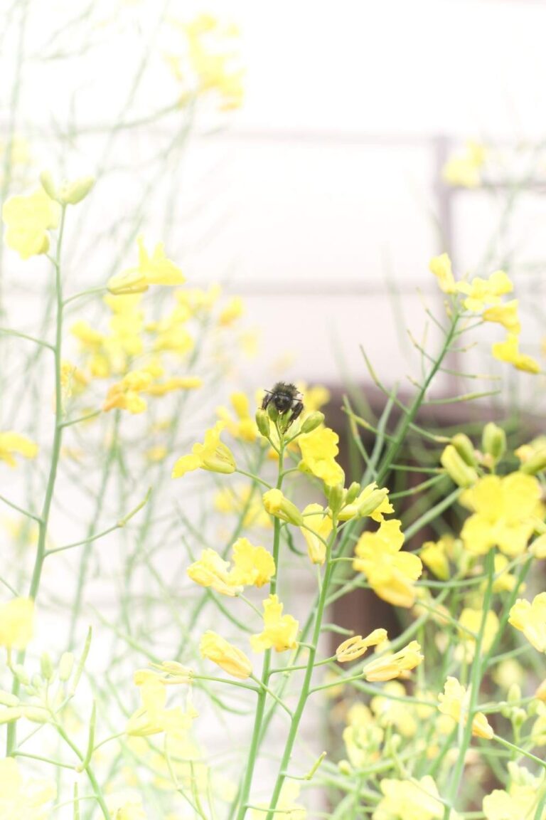 How to Cook Kale Flowers The Duvall Homestead