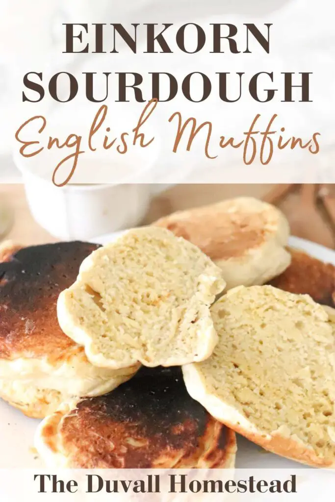 Learn how to make the best sourdough english muffins with einkorn flour. Make them with homemade honey butter for a delicious breakfast treat. 

#englishmuffins #sourdough #einkornflour #sourdoughenglishmuffins #einkorn 