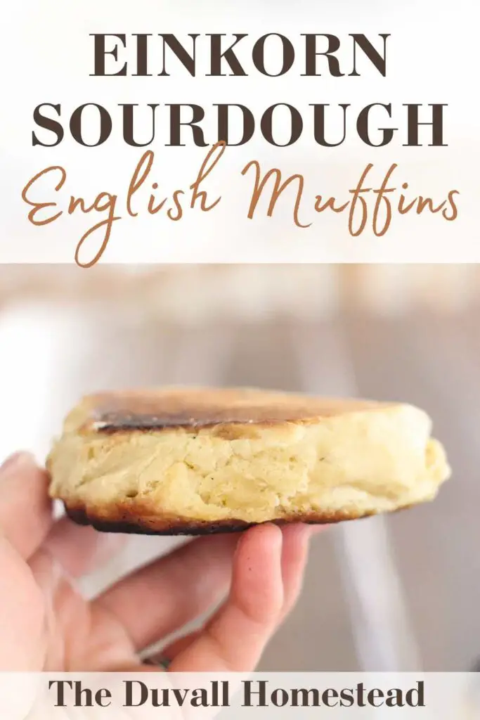 Learn how to make the best sourdough english muffins with einkorn flour. Make them with homemade honey butter for a delicious breakfast treat. 

#englishmuffins #sourdough #einkornflour #sourdoughenglishmuffins #einkorn 