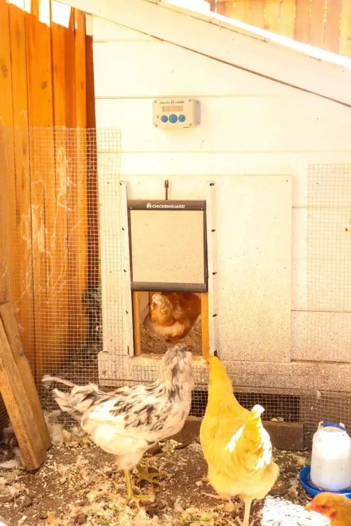 chickens using an automatic chicken coop door