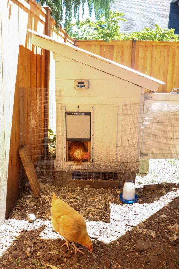 chickens using an automatic chicken coop door