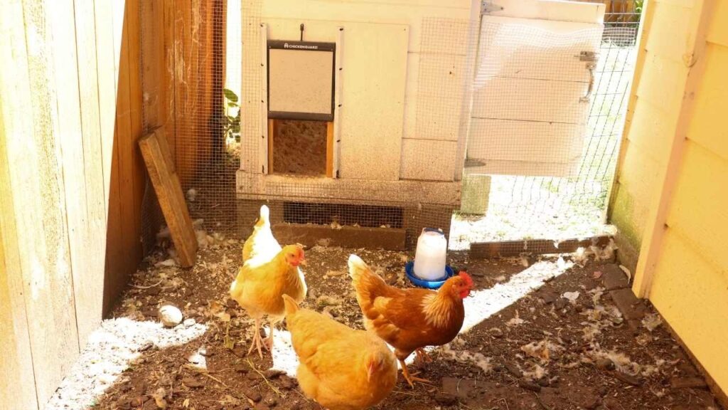 chickens hanging out in the chicken run