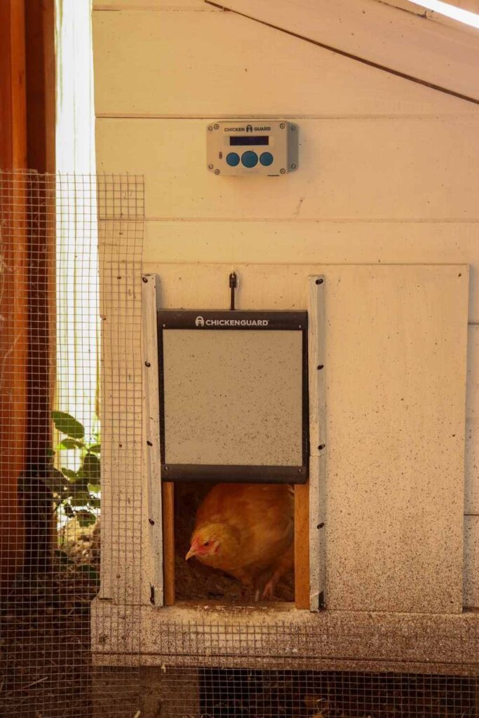 a golden chicken using an automatic chicken coop door