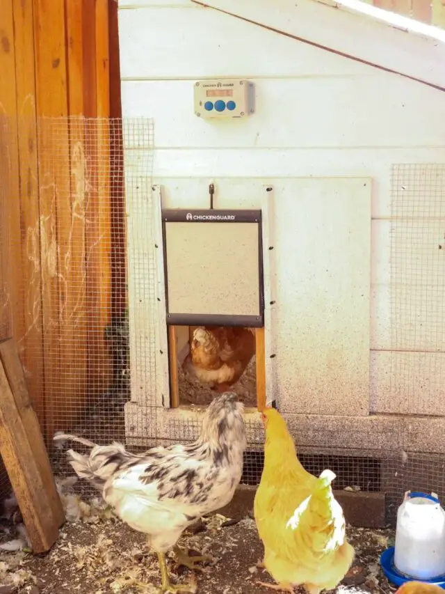 How To Set Up An Automatic Chicken Coop Door
