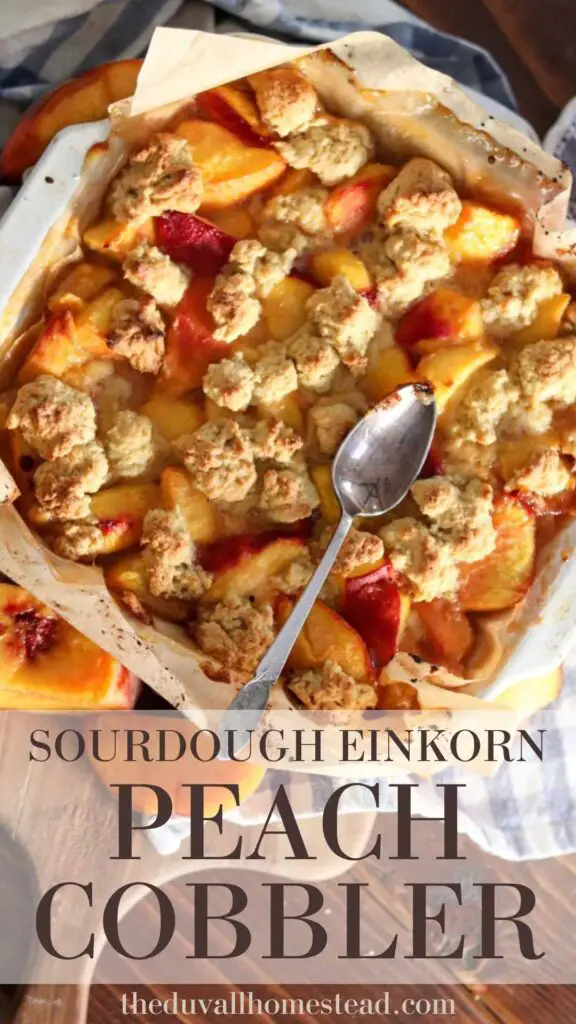 Sourdough peach cobbler is the perfect late summer dessert. With notes of peach, maple syrup, and honey, and topped with einkorn sourdough crumble, this cobbler is best enjoyed while sitting on the front porch after dinner time. Top it with vanilla ice cream for a creamy and delicious dessert. #peachcobbler #sourdough #einkorn #summerdessert #peachdessert