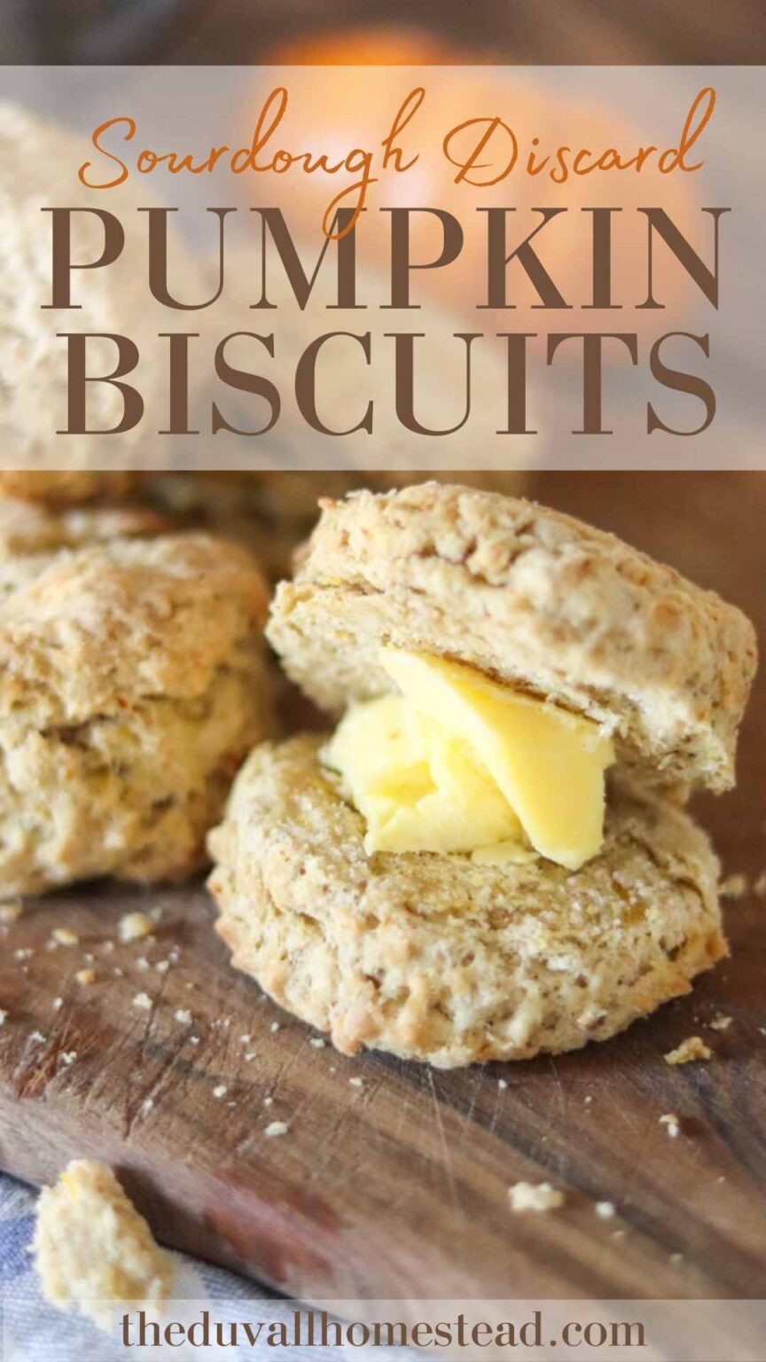 Best Sourdough Discard Pumpkin Biscuits - The Duvall Homestead