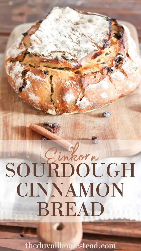 Einkorn sourdough cinnamon raisin bread tastes like fall in every slice. Comforting notes of cinnamon and honey make this the perfect bread loaf to serve at your fall dinner party. Enjoy it with or without raisins for a delicious, flavorful einkorn bread loaf.