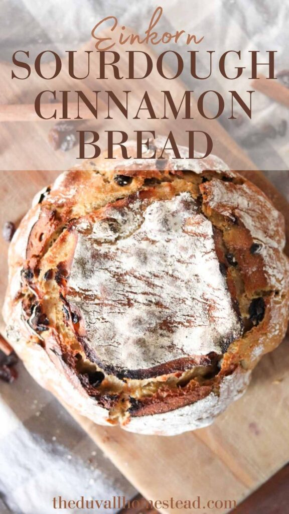 Einkorn sourdough cinnamon raisin bread tastes like fall in every slice. Comforting notes of cinnamon and honey make this the perfect bread loaf to serve at your fall dinner party. Enjoy it with or without raisins for a delicious, flavorful einkorn bread loaf.

#einkorn #sourdough #cinnamon #raisin #bread #loaf #holidays