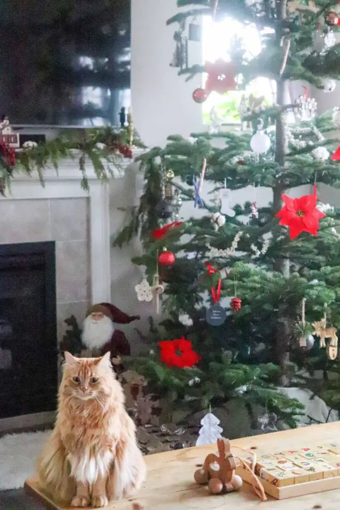 fluffy orange cat on a coffee table in a farmhouse living room decorated for Christmas