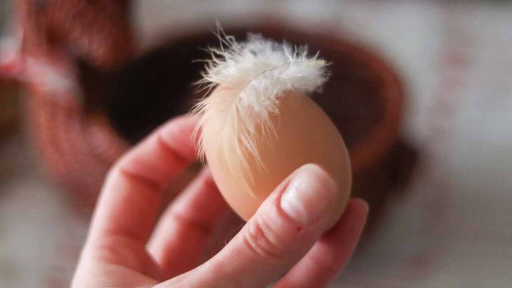 hand holding brown egg with chicken feather attached