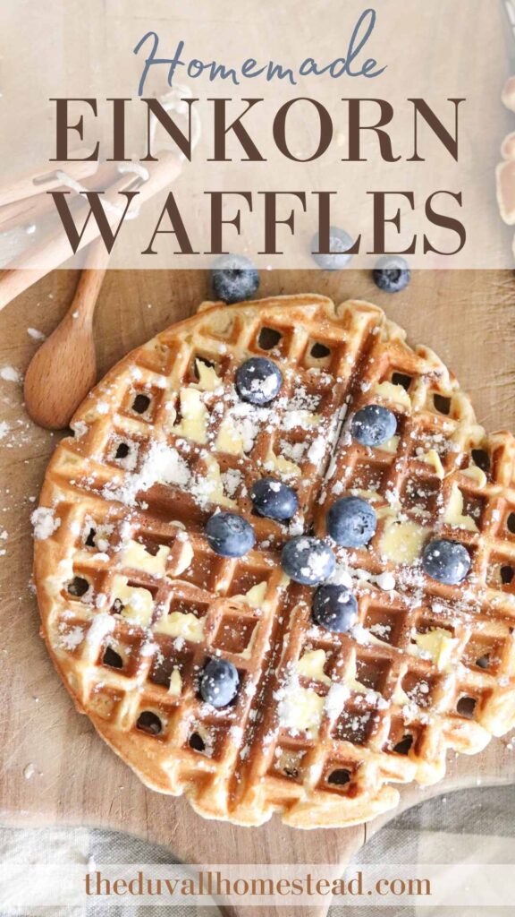 These Belgian-inspired homemade einkorn waffles are fluffy and delicious, and make for a perfect breakfast, or freeze for later for a snack. The einkorn flour gives a great nutty and hearty taste, while the maple syrup and coconut oil give them a rich, buttery flavor. We are enjoying these almost every day at our homestead!