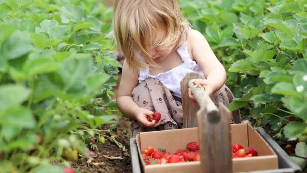 toddler girl picking strawberries