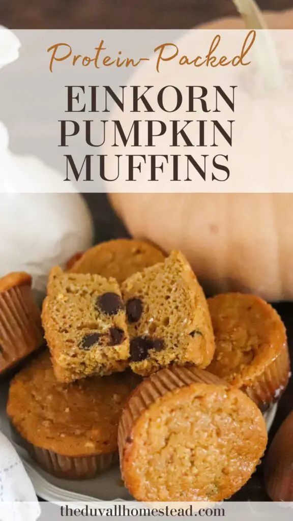 These einkorn pumpkin muffins are nutritious and full of protein! Made with einkorn flour, maple syrup, pumpkin, and coconut oil, the whole family will love these tasty muffins.