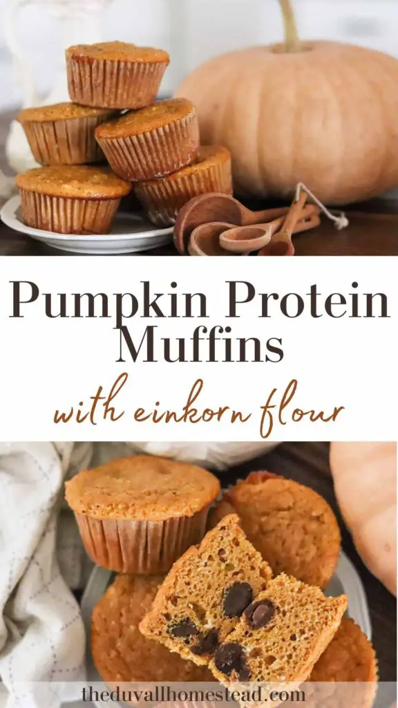 These pumpkin protein muffins are made with einkorn flour, maple syrup, pumpkin, and coconut oil. The perfect snack or breakfast for fall, they are nutritious and easy to make!