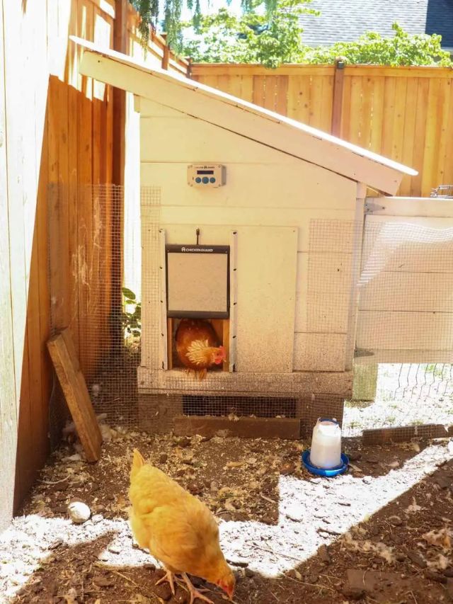 automatic-chicken-coop-door