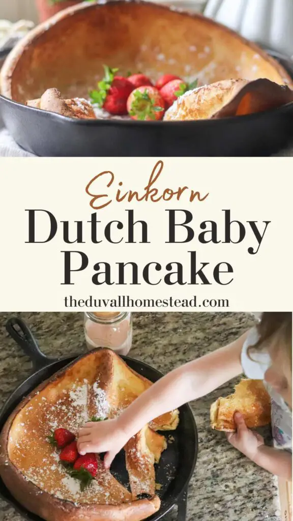 This einkorn dutch baby pancake is an easy and delicious breakfast! With hints of maple syrup and pumpkin spice, it is so tasty.