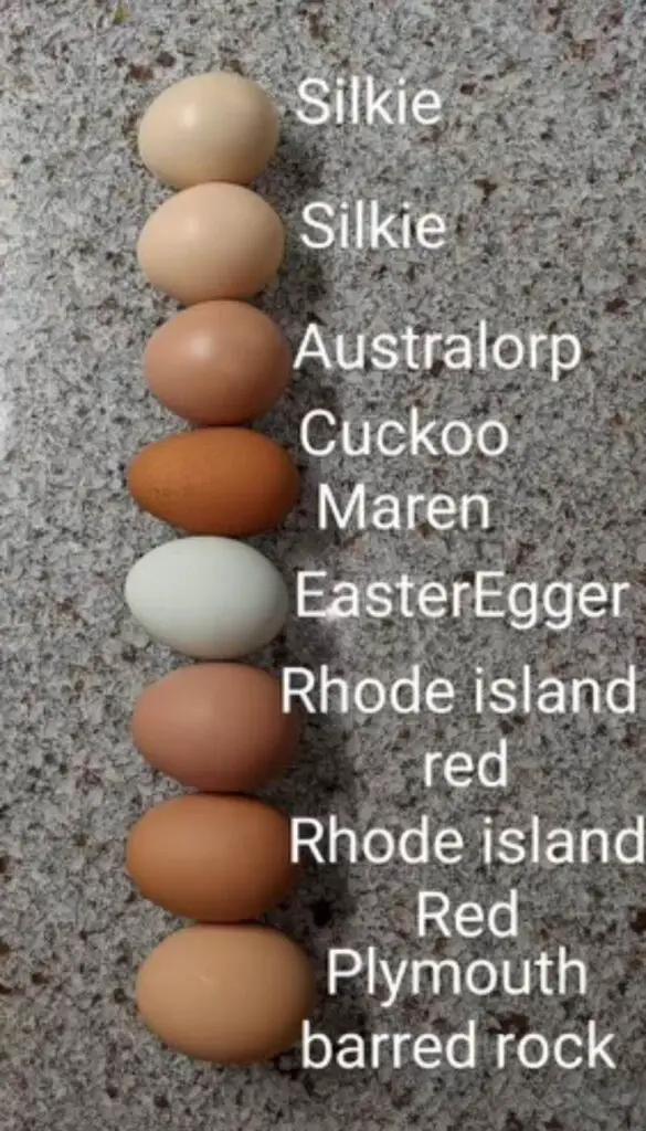 examples of different colored eggs from different chicken breeds