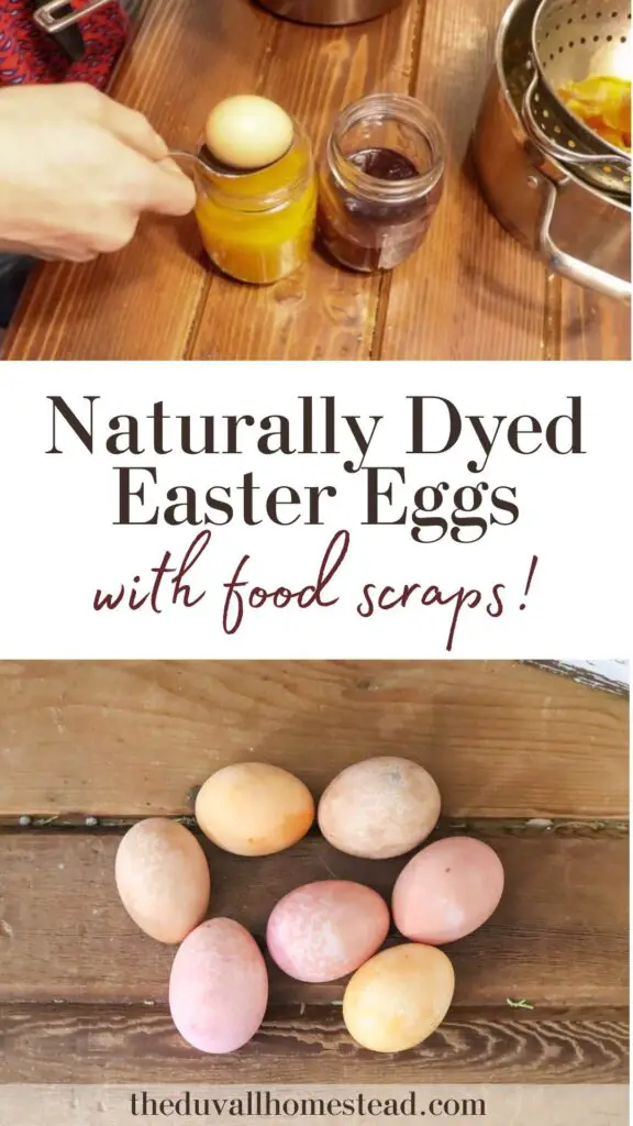 Learn how to dye Easter eggs naturally with food scraps! This tutorial will teach you everything you need to know to make beautiful eggs without artificial dyes. 