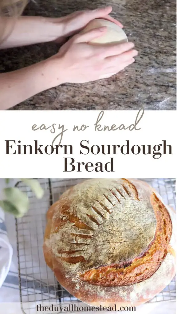 This einkorn sourdough loaf is easy, no-knead, and absolutely delicious! Made with einkorn flour and long-fermented, it's more easily digestible and much more nutritious than regular bread. Enjoy with some butter and jam or fried eggs for the perfect breakfast!