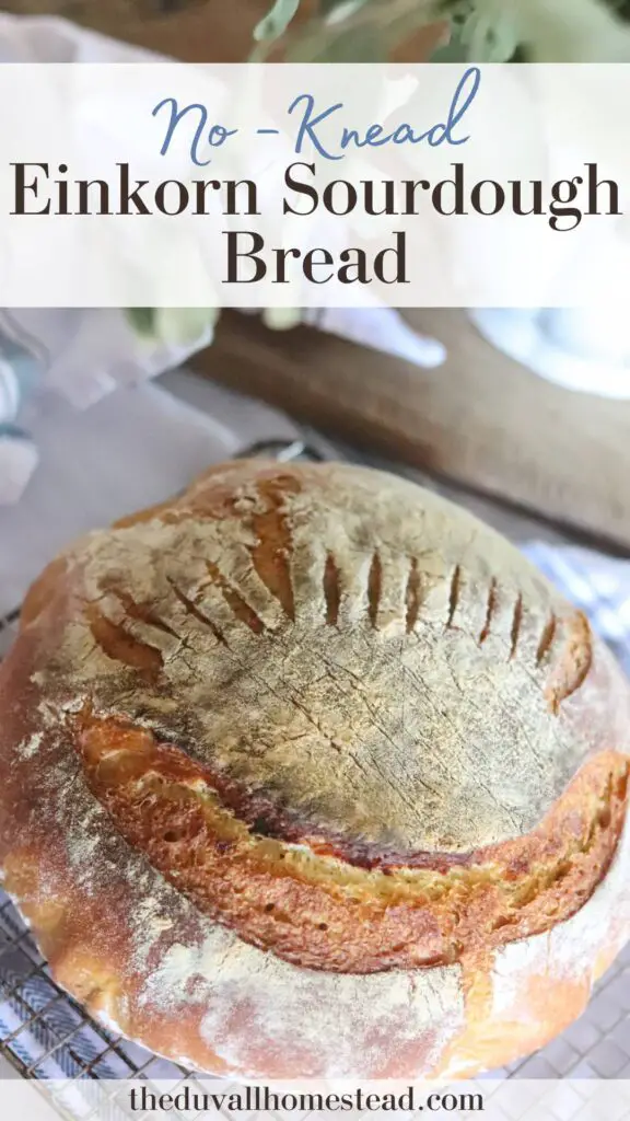 This no-knead einkorn sourdough bread is a delicious and healthy loaf! Easy to make and more nutritious than regular bread loaves, this is a great bread recipe for the whole family.