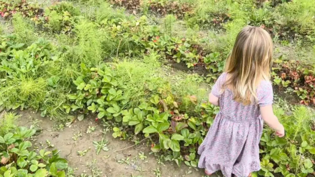 A little girl standing in a strawberry field. 