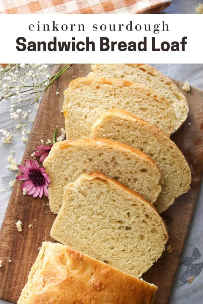 This einkorn sourdough sandwich bread is soft and chewy and utterly delicious! Made with einkorn flour and long fermented with sourdough, this is a nutritious bread loaf for sandwiches, toast, and more. 